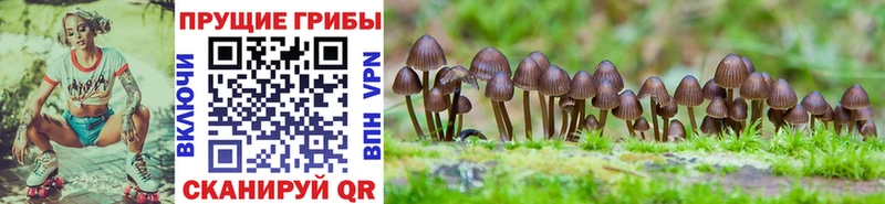 Псилоцибиновые грибы Psilocybe  продажа наркотиков  Кимовск 